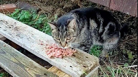 Eine Katze frisst Futter von einem Holzbrett.  So fand die Heidenheimer Tierschützerin Karin Sapper die 13 Jahre alte Katze Chira. Ausgehungert auf einem Feld,  zehn Kilometer von dem Autobahnrastplatz bei Heidenheim, an dem sie entlaufen war.