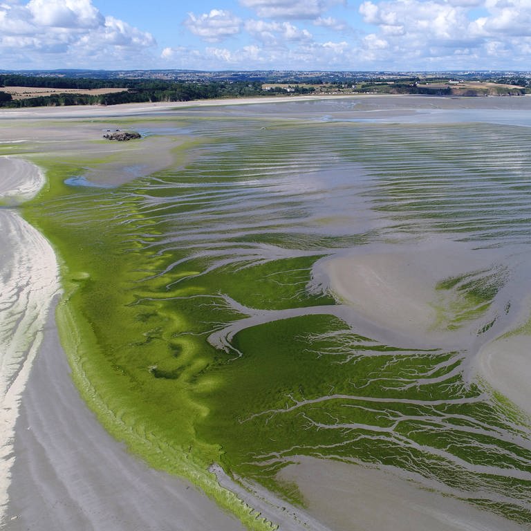 Grünalgen bei Morieux an der Côtes d’Armor in der Bretagne  Frankreich. Wenn "Ulva armoricana" in Sand und Schlick verwest, entwickelt sie hochgiftigen Schwefelwasserstoff. Die grüne Plage ist eine Folge der industriellen Landwirtschaft.