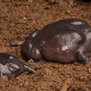 Pig-nosed frogs (Nasikabatrachus sahyadrensis) Western Ghats, India. Archivfoto (Foto: IMAGO, Nature Picture Library)