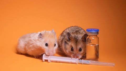 Bislang wurde die Wirksamkeit der speziellen Antikörper gegen verschiedene Virusvarianten nur an Hamstern und Mäusen erforscht.