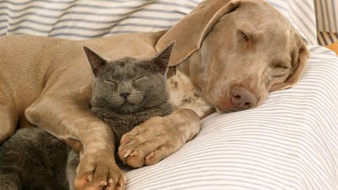 Das Bild zeigt einen Hund und eine Katze, die kuscheln.