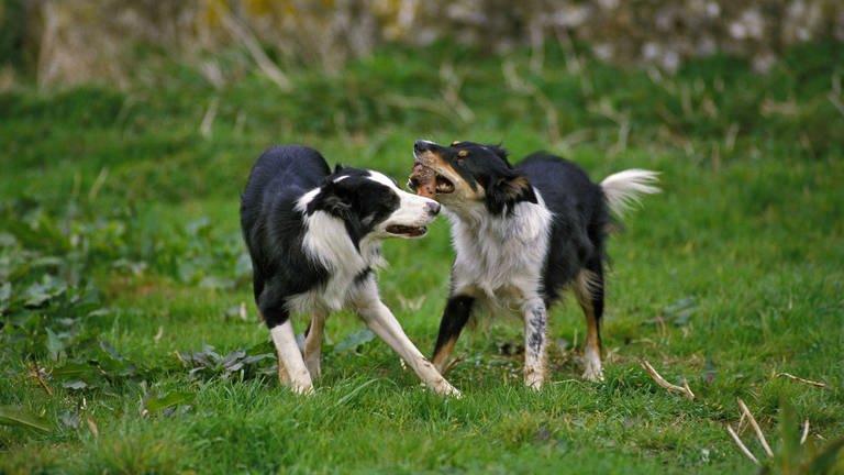 Das Bild zeigt zwei Border Collie Hunde, die mit einem Stock spielen.