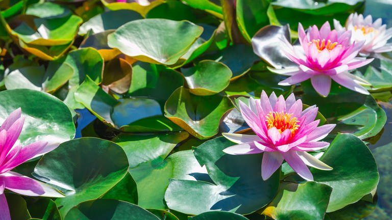 Lotusblumen auf Wasser