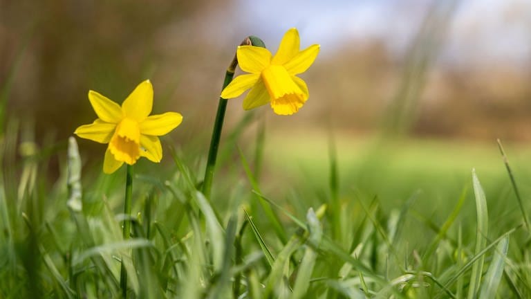 Gelbe Narzissen blühen auf einer Wiese | Wie wird das Wetter an Ostern?
