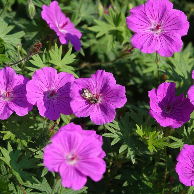 Geranien oder Storchschnäbel eignen sich gut für Allergiker | Garten und Balkon allergikerfreundlich gestalten