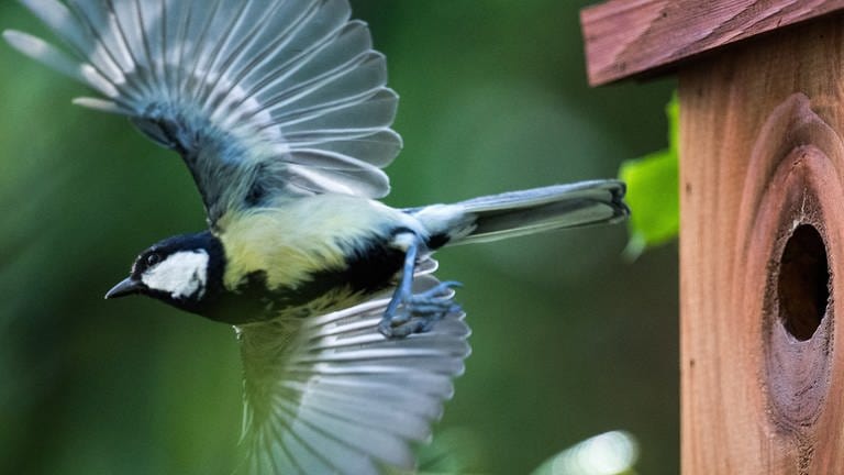 Heimische Vögel im Quiz: Eine Kohlmeise fliegt von einem Nistkasten weg.