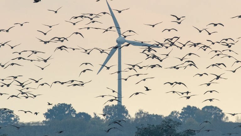 Ein Vogelschwarm vor einer Windkraftanlage.