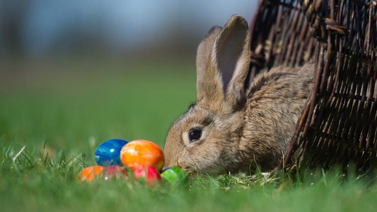 Ein Kaninchen und bunte Ostereier auf einer Wiese