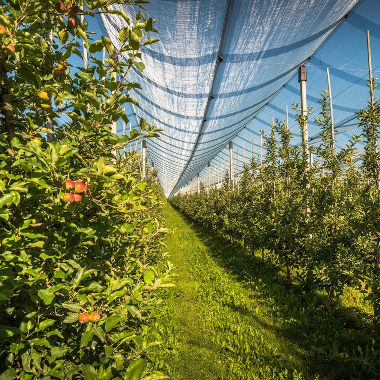 Eine Apfelplantage mit Hagelnetz, Obstanbau bei Kressbronn am Bodensee (Foto: IMAGO, Zoonar)