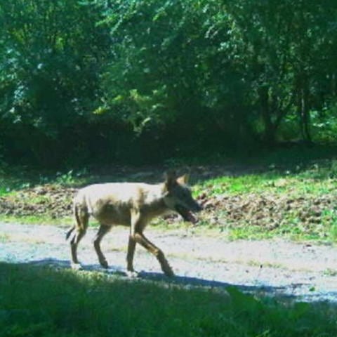 Ein Wolf am Waldrand im Landkreis Esslingen.