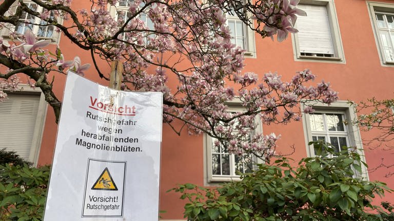 Ein Schild vor einem Magnolienbaum, Aufschrift: Vorsicht Rutschgefahr wegen Magnolienblüten