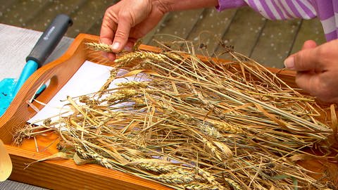 Getreidehalme liegen getrocknet auf einem Tablett.  Die zweite Getreideernte: 2019 konnte Sabine Völk schon deutlich mehr Weizen- und Gerstenhalme aus dem viele Jahrhunderte alten Saatgut einfahren.  (Foto: SWR, Verena Hussong)
