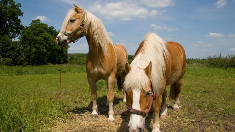 Zwei Pferde grasen auf einer Weide, was in Aalen nach der neuen Polizeiverordnung eigentlich unmöglich wäre, da Tiere ihren Mist nicht mehr auf landwirtschaftlichen Flächen hinterlassen dürfen. 
