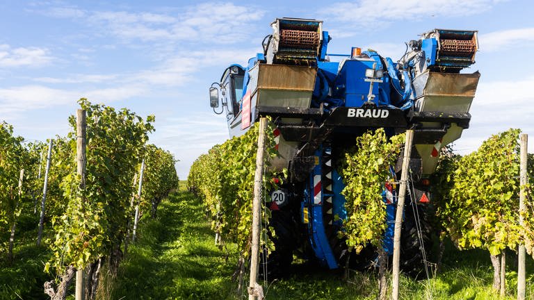 Die Weinlese in Rheinland-Pfalz ist nach nur sieben Wochen fast schon wieder beendet. Die Winzer erwarten einen sehr guten 2022er Jahrgang. Allerdings sei die Ertragsmenge aufgrund der Trockenheit im Sommer geringer als erwartet.