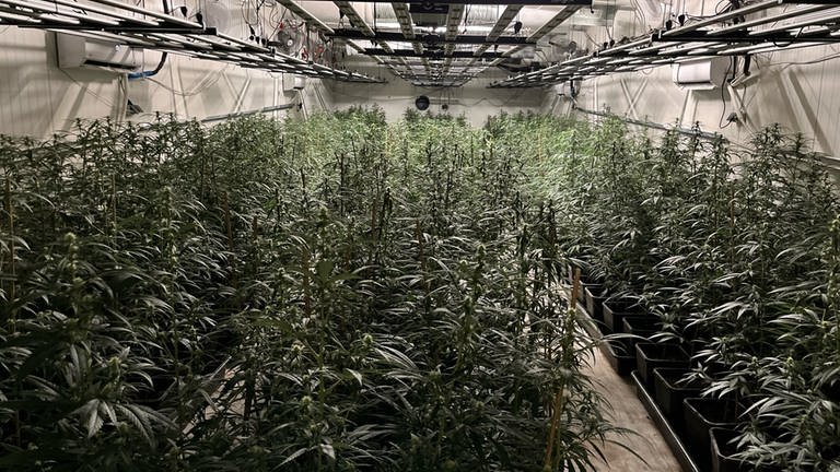 Indoor Cannabis-Plantage mit tausenden Marihuanapflanzen. Bei einer Razzia in Nordrhein-Westfalen und im Kreis Neuwied beschlagnahmt die Polizei tausende von Marihuanapflanzen. 
