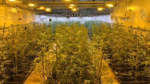 Indoor Cannabis-Plantage mit tausenden von Marihuanapflanzen. Bei einer Razzia u.a. im Kreis Neuwied beschlagnahmt die Polizei tausende von Marihuanapflanzen. 