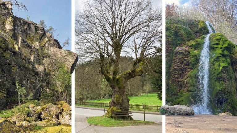 Bildmontage: Naturdenkmäler in der Region Trier