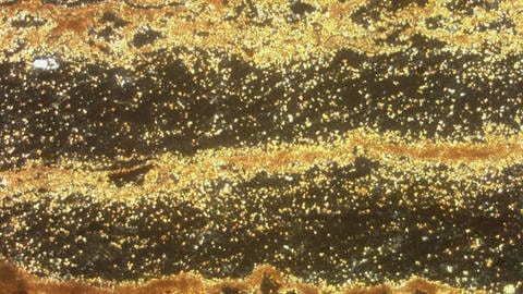 Wie bei Jahresringen von Bäumen lassen sich in diesen Sedimentschichten aus den Eifeler Maaren unter dem Mikroskop einzelne Jahre und sogar Jahreszeiten ablesen.