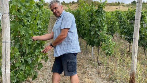 Der Weinbau im Ruwertal profitiert vom Klimawandel. 