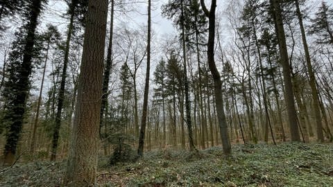 Baumfällarbeiten im Stadtwald am Petrisberg in Trier. Klimawandel ist angekommen