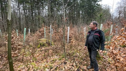 Burkhard Pickan hat dafür gesorgt, dass in Wolsfeld Esskastanien und Eichen wachsen. Die Plastikhüllen schützen die jungen Bäume vor Wild. 