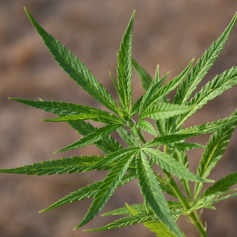 Cannabis sativa, indica, marihuana, hemp, ganja, plant (Foto: IMAGO, (CTKxPhoto/PetrxSvancara)