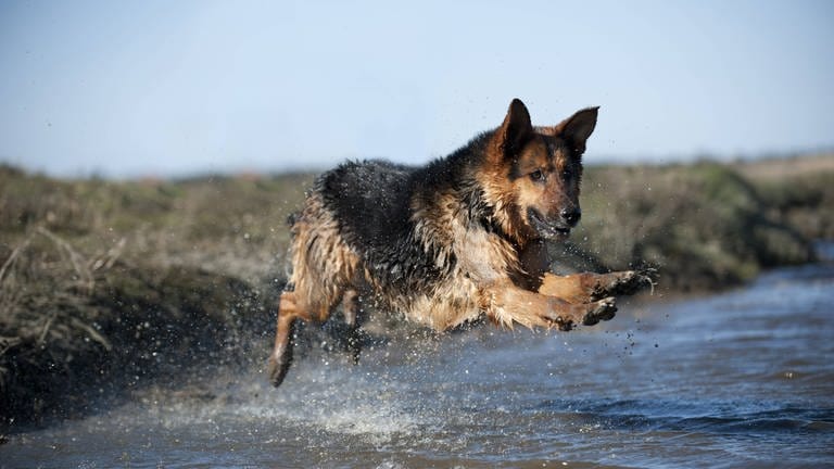 Bilder zum Artikel "Der Schäferhund"  (Foto: IMAGO, imago stock&people)