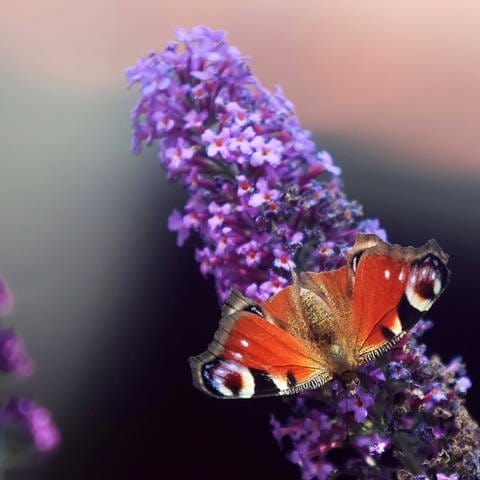 Insekten-Welt in Fürstenried München, im Bild: Tagpfauenauge - brauner, gemusterter Schmetterling sitzt auf lila Fliederblüte