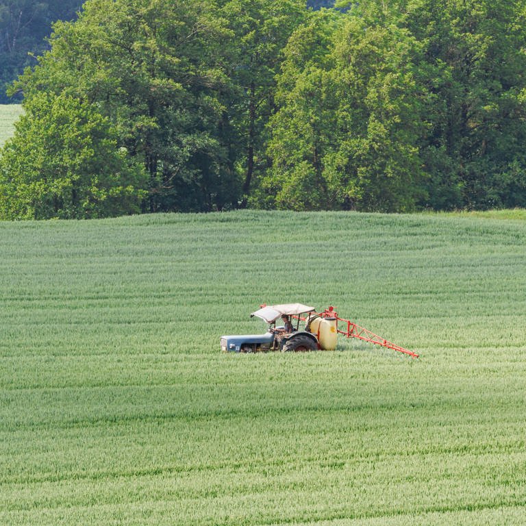 Landwirt spritzt Getreidefeld kurz vor der Kornreife