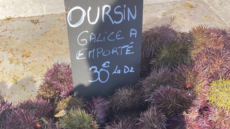 Seeigel werden am Gourmetfeste am Hafen bei Marseille angeboten