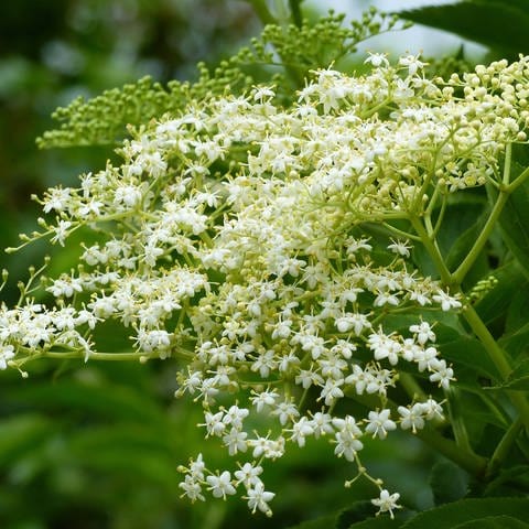 Weiße Blüten vom Schwarzen Holunder