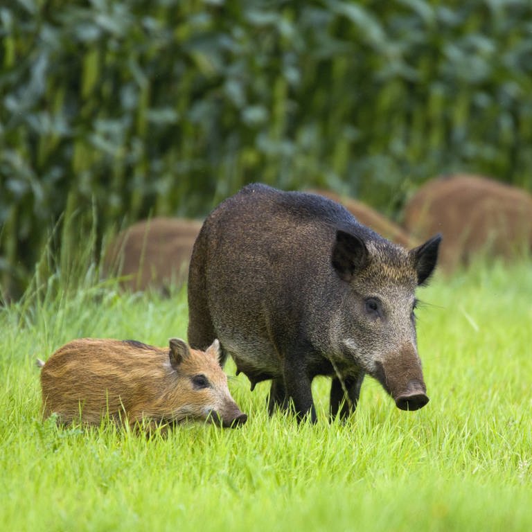 Wildschweine – im frühen Palästina Nahrungsmittelkonkurrent und damit wohl historische Ursache des Schweinefleischverbots