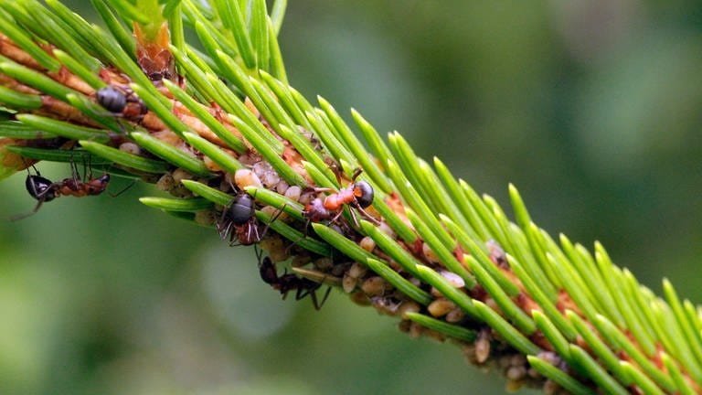 Rotbraun gepuderte Fichtenrindenläuse (Lachniden) an einem Fichtenzweig mit Ameisenbesuch. Die Baumläuse saugen den Phloemsaft und scheiden den Honigtau aus. Dieser wird von Ameisen und Insekten aufgenommen. Die Bienen holen ihn, um daraus den Waldhonig zu produzieren.