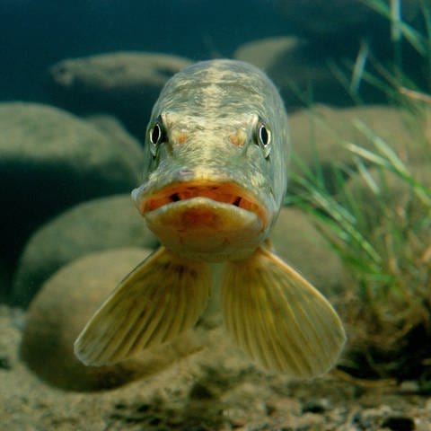 Ein Knochenfisch, der als Raubfisch in Süßgewässern lebt, schaut in die Kamera