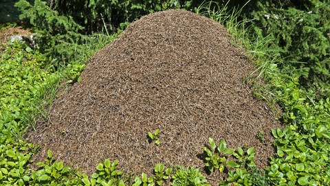 In einer Ameisenkolonie verändert sich im Infektionsfall das Verhalten der gesamten Bevölkerung. 