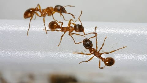 Offenbar können infizierte Ameisen selbst erkennen, wenn sie einen Erreger in sich tragen. Sie isolieren sich dann freiwillig aus dem Nest. 