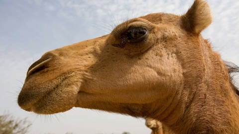 Auge von Kamel