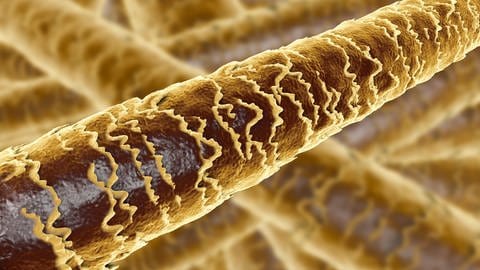 3D Illustration einer Mikroskopaufnahme eines menschlichen Haars.
