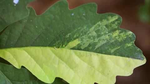 Chlorophyllverlust an einem Eichenblatt.