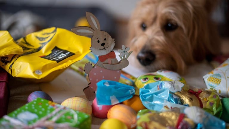 Auch wenn Hunde Ostern vielleicht gerne mitfeiern: Von Eiern oder Hasen aus Schokolade sollte man sie lieber fernhalten. Die können nämlich richtig gefährlich werden für die Vierbeiner. (Symbolbild)