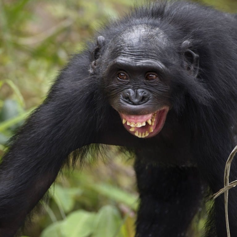In einer Feldstudie wurde erforscht, wie aggressiv sich Bonobos und Schimpansen gegenüber ihren Artgenossen verhalten. (Foto: IMAGO, IMAGO / Nature Picture Library)