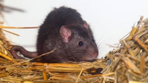 Ratten und Mäuse stammen von einem gemeinsamen Vorfahren ab, der vor etwa 80 Millionen Jahren lebte | Abbildung einer Ratte
