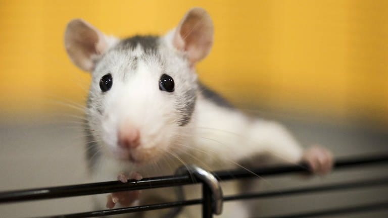 Zum ersten Mal ist es gelungen, funktionsfähige Gehirnzellen von Ratten in das Gehirn von Mäusen einzupflanzen. Das Ergebnis: ein chimäres Mischhirn.