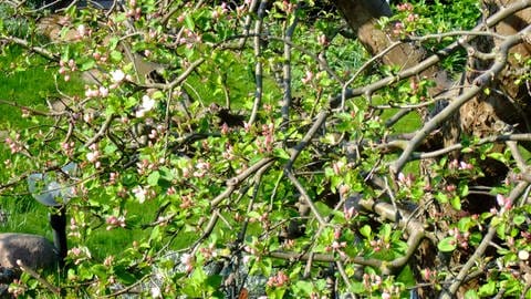 20. April: Erste Apfelblüten in Dortmund entdeckt.