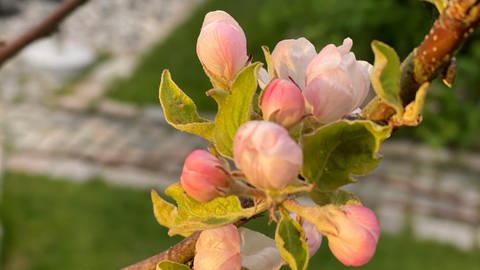 28. Mai: 59 Tage nach Blühstart in Deutschland findet man innerhalb unserer Landesgrenzen immer noch Apfelbäume, die jetzt erst die Blütenblätter ausklappen - heute beispielsweise in St. Peter Ording an der Nordsee. Höhenlage 0 Meter.