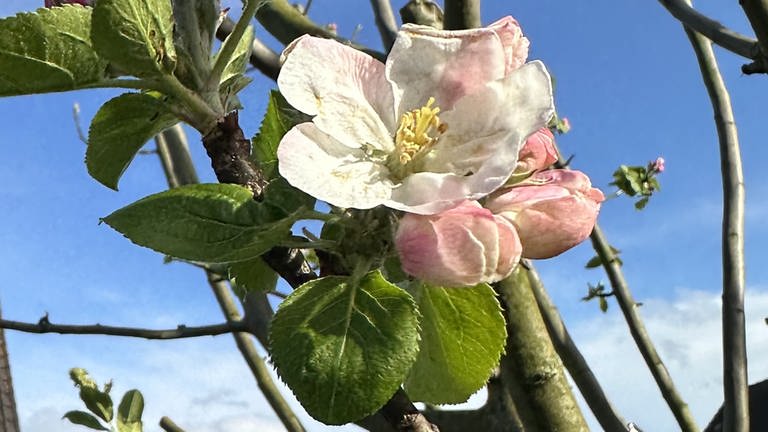 23. März: Dieses Jahr ist der Niederrhein mit der Kölner Bucht zusammen die früheste Apfelblütenregion Deutschlands. Hier der Blühstart in Moers. (Foto: SWR)