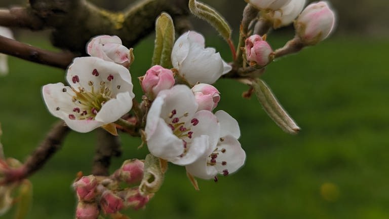 29. März +++ 9.03 Uhr +++ Skandal an der Mosel: In Schleich versucht sich eine Birne als Apfelbaum zu tarnen. Die Blüten vor dem Öffnen sind rosa. Wie beim Apfel. Aber die Blätter sind noch ein wenig eingerollt und von "Mausohren" keine Spur. Und dann noch die dunklen Staubblätter. Wir haben sie durchschaut, die Birne :)