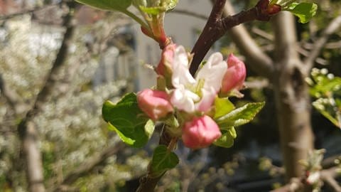 Erste Apfelblüte in Rostock am 17. April 2020.