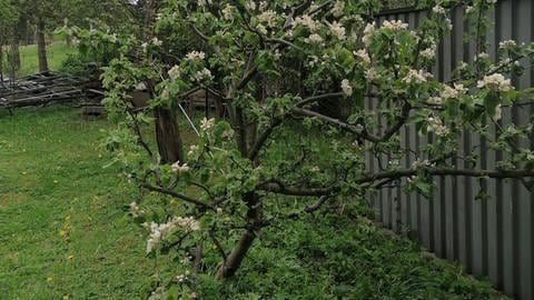 Vollblüte eines Apfelbaums auf 700 Meter Höhe in Grünbach im Vogtland im Frühjahr 2020