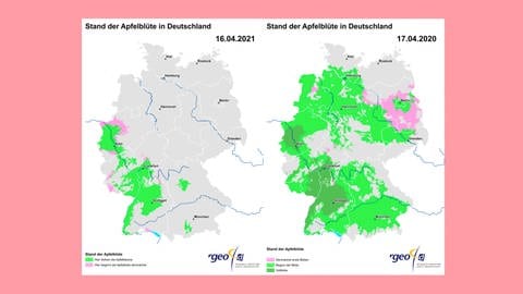 Ausbreitung der Apfelblüte in Deutschland im Vergleich der Jahre 2020 und 2021.